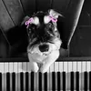 どぅー🎹🎀