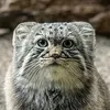manul_14