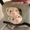 ferrets.peanut.mrgriffin