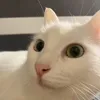 sashaka_sasha.tochka.com