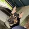 caninebehaviorsociety