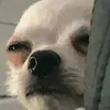 piliplinplin1