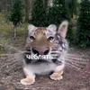 phurkis7