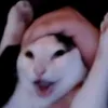 catmeow779