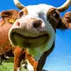 buomxinh_69