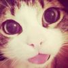 user3228631975966