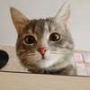 little_kitty_in_big_city