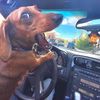 weenier.dogg672
