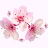 sakura.dai0