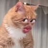 _qzixe