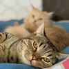 3匹のおすねこ🐈