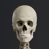 atomedgeanatomy