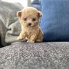 rosafamilypuppies