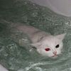 catyise.vanillal