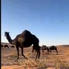 muba_909
