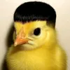 jajko6377