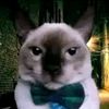 soy_alex880