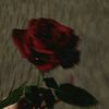 shosha_.elsayed