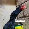 shamo.hazazy.hare