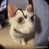ume.captainvarhyder