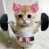 key_nitzi