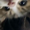 au_pov85
