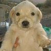 mr_perro09
