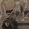 meowjjiuana