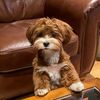tula_the_havanese