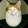 eggcattao