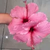 makaka_lucilla