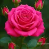 user11935263140655