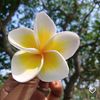 yourbutterfly21