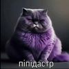pipidastr_1200