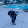 lamin.da.frank