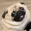 mops.9099