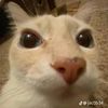catpara123ily