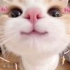 tavialeongyoujia