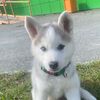 haski_hasi7