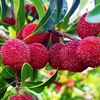 Inspirasi Buah