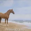 kabachok_45