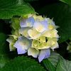 melon.hossain5124
