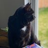 Bagheera