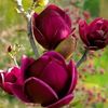 samia.kheder1