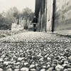 majablacky8