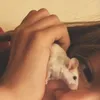 piksllka