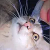tinlcx