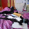 xcrazycatlady91x