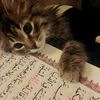 quran_kareem_052