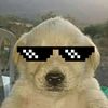 Perrito_insano‼️